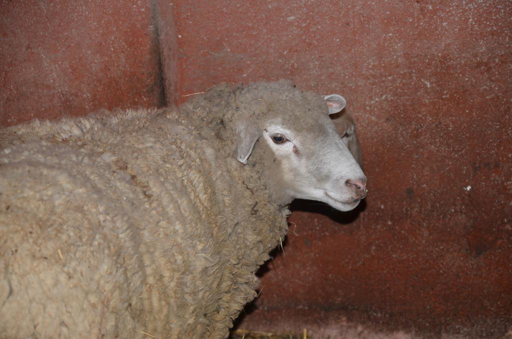 La Fattoria di Morgana Villa Opi Esterno foto
