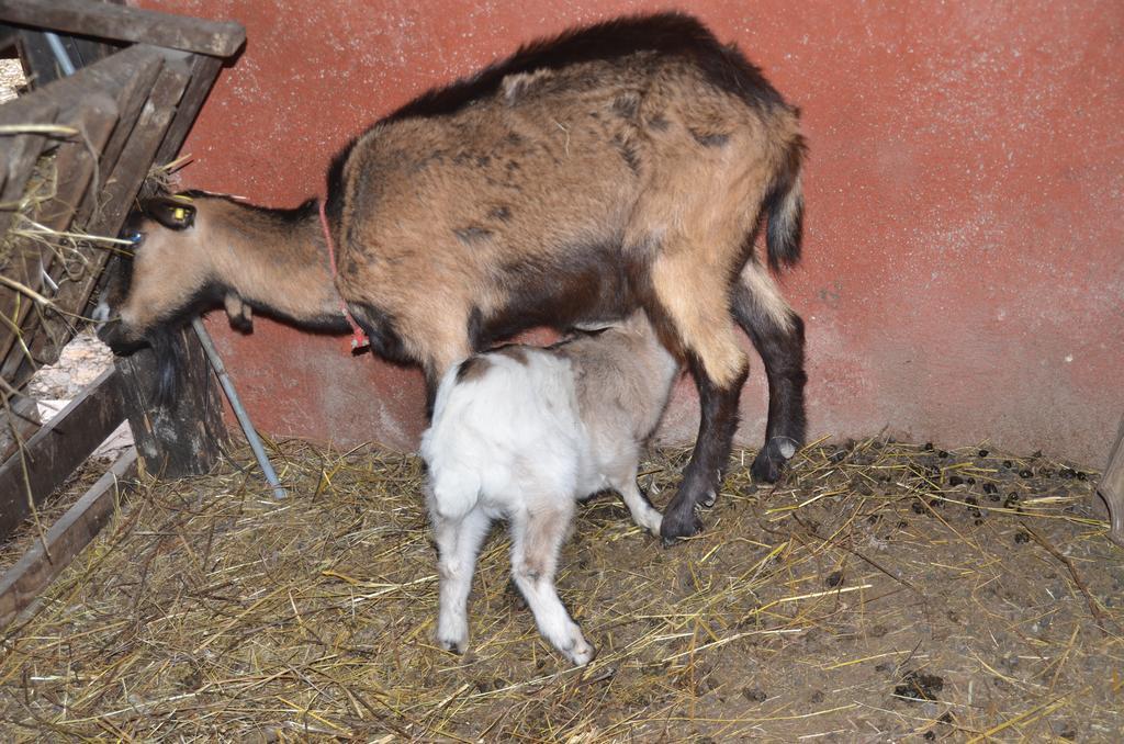 La Fattoria di Morgana Villa Opi Esterno foto